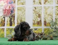 Smooth Dapple, a male Miniature Dachshund for sale in Murphysboro, IL – Photo 4 of 7