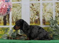 Smooth Dapple, a male Miniature Dachshund for sale in Murphysboro, IL – Photo 5 of 7