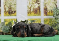Smooth Dapple, a male Miniature Dachshund for sale in Murphysboro, IL – Photo 2 of 7