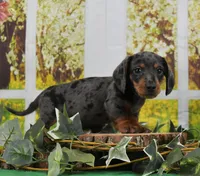Smooth Dapple, a male Miniature Dachshund for sale in Murphysboro, IL – Photo 7 of 7