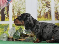 Smooth Dapple, a male Miniature Dachshund for sale in Murphysboro, IL – Photo 6 of 7