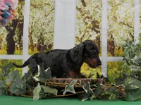 Smooth Dapple, a male Miniature Dachshund for sale in Murphysboro, IL – Photo 3 of 7