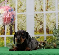 Smooth Dapple, a male Miniature Dachshund for sale in Murphysboro, IL – Photo 1 of 7
