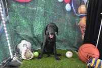 Ms. B's Female 055, a female Labrador Retriever for sale in Murphysboro, IL – 1 of 2