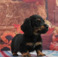 BT Longhair, a male Miniature Dachshund for sale in Murphysboro, IL – 4 of 4