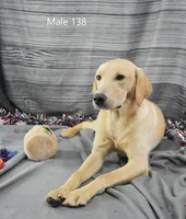 Ivory's boy 138, a male Labrador Retriever for sale in Murphysboro, IL – 3 of 4