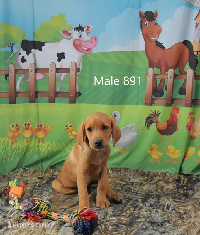Spice's boy – Labrador Retriever puppy for sale in Murphysboro, IL