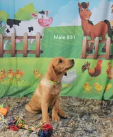 Spice's boy, a female Labrador Retriever for sale in Murphysboro, IL – Photo 2 of 3