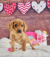 Spice's boy, a female Labrador Retriever for sale in Murphysboro, IL – Photo 1 of 3