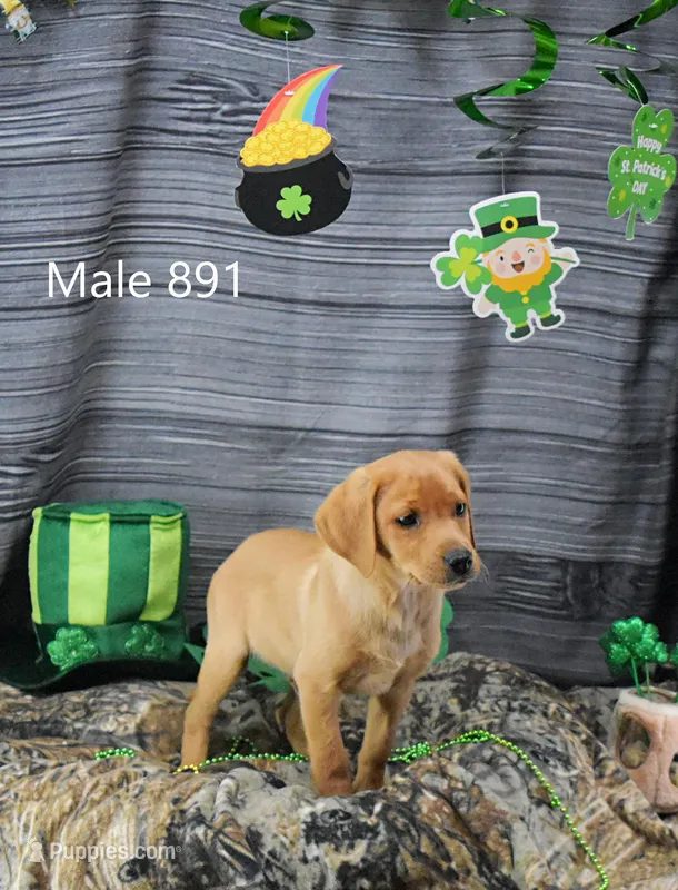 Spice's boy – Labrador Retriever puppy for sale in Murphysboro, IL
