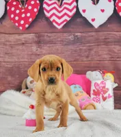 Spice's boy, a female Labrador Retriever for sale in Murphysboro, IL – Photo 2 of 3