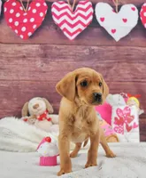 Spice's boy, a female Labrador Retriever for sale in Murphysboro, IL – Photo 3 of 3