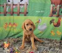 Spice's boy, a female Labrador Retriever for sale in Murphysboro, IL – Photo 3 of 3