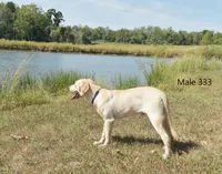 Butters' Male 333, a male Labrador Retriever for sale in Murphysboro, IL – 2 of 4