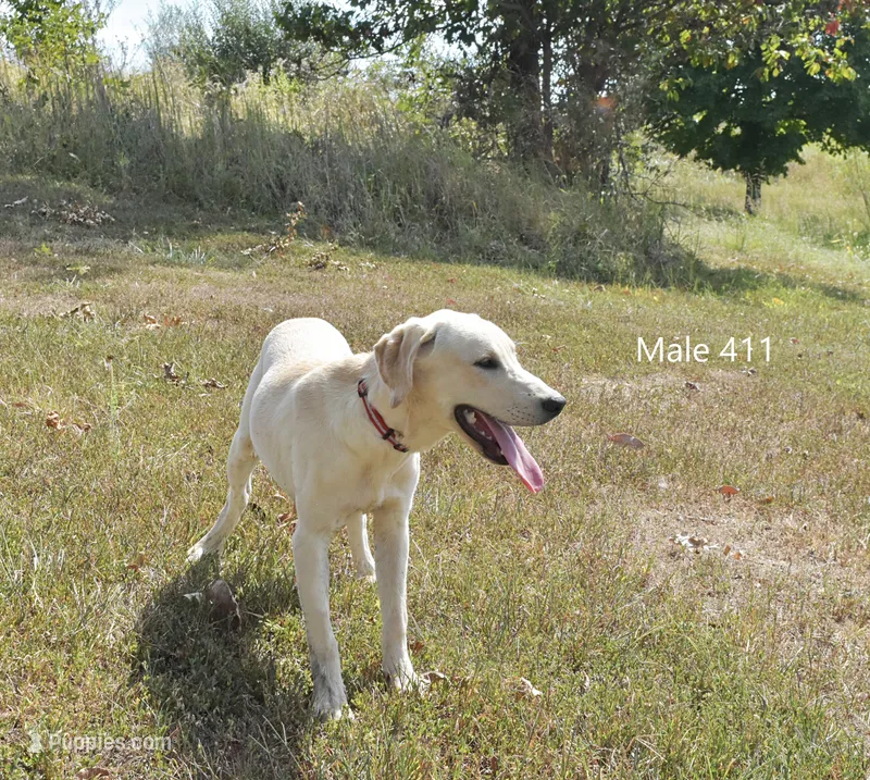 Butters' Male 411, a male Labrador Retriever for sale in Murphysboro, IL – 1 of 3