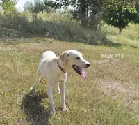 Butters' Male 411, a male Labrador Retriever for sale in Murphysboro, IL – 1 of 3