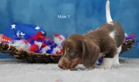 Mr. Moo, a male Miniature Dachshund for sale in Murphysboro, IL – 3 of 4