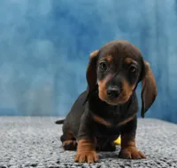Mr. Smooth WB, a male Miniature Dachshund for sale in Murphysboro, IL – 5 of 5