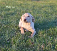 Ivory's boy 527, a male Labrador Retriever for sale in Murphysboro, IL – Photo 3 of 4