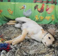 Ivory's boy 527, a male Labrador Retriever for sale in Murphysboro, IL – 2 of 3