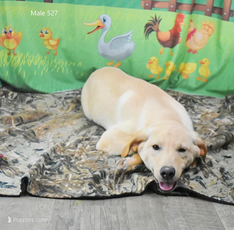 Ivory's boy 527 – Labrador Retriever puppy for sale in Murphysboro, IL