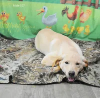 Ivory's boy 527, a male Labrador Retriever for sale in Murphysboro, IL – 1 of 3