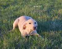 Ivory's boy 527, a male Labrador Retriever for sale in Murphysboro, IL – Photo 4 of 4