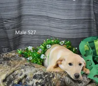 Ivory's boy 527, a male Labrador Retriever for sale in Murphysboro, IL – Photo 2 of 4