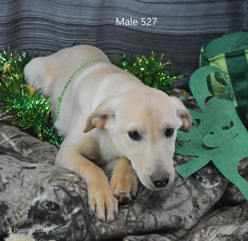 Ivory's boy 527 – Labrador Retriever puppy for sale in Murphysboro, IL