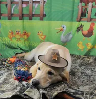 Ivory's boy 527, a male Labrador Retriever for sale in Murphysboro, IL – 3 of 3