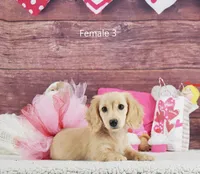 Creamy Girl 3, a female Miniature Dachshund for sale in Murphysboro, IL – Photo 3 of 5