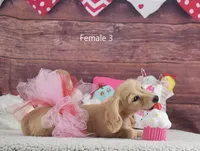 Creamy Girl 3, a female Miniature Dachshund for sale in Murphysboro, IL – Photo 1 of 5