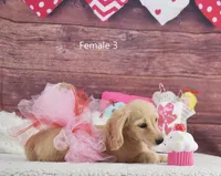 Creamy Girl 3, a female Miniature Dachshund for sale in Murphysboro, IL – Photo 4 of 5