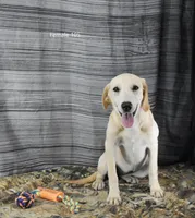 Birdie's Female 105, a female Labrador Retriever for sale in Murphysboro, IL – 2 of 3