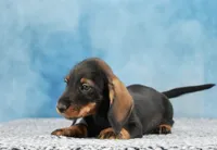 Mr. WB Wirehair, a male Miniature Dachshund for sale in Murphysboro, IL – 3 of 4