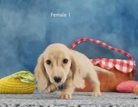 Tonya's Cream Longhair Girl, a female Miniature Dachshund for sale in Murphysboro, IL – 2 of 2