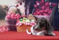 Mr. Moo, a male Miniature Dachshund for sale in Murphysboro, IL – 2 of 5