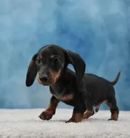 Mr. Smooth, a male Miniature Dachshund for sale in Murphysboro, IL – 7 of 7