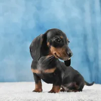Mr. Smooth, a male Miniature Dachshund for sale in Murphysboro, IL – 5 of 7