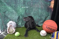 Sue's Male 468, a male Labrador Retriever for sale in Murphysboro, IL – 2 of 2