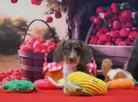 Mr. Moo, a male Miniature Dachshund for sale in Murphysboro, IL – 1 of 5