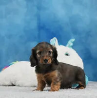 Red Russian, a female Miniature Dachshund for sale in Murphysboro, IL – 4 of 6