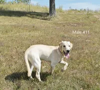 Butters' Male 411, a male Labrador Retriever for sale in Murphysboro, IL – 3 of 3