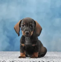 Smooth WB Girl, a female Miniature Dachshund for sale in Murphysboro, IL – 2 of 4