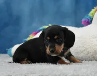 BT Wirehair, a male Miniature Dachshund for sale in Murphysboro, IL – 4 of 4