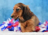 Red Russian, a female Miniature Dachshund for sale in Murphysboro, IL – 4 of 5