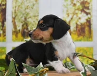 Miss Moo, a female Miniature Dachshund for sale in Murphysboro, IL – Photo 3 of 4