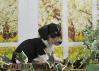 Miss Moo, a female Miniature Dachshund for sale in Murphysboro, IL – Photo 2 of 4