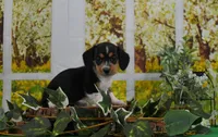 Miss Moo, a female Miniature Dachshund for sale in Murphysboro, IL – Photo 1 of 4