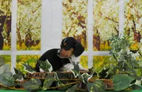 Miss Moo, a female Miniature Dachshund for sale in Murphysboro, IL – Photo 4 of 4